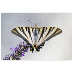 Scarce Swallowtail Jigsaw puzzle 1Kpcs