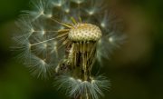 RicardoDaCostaBorges-DSC_8321-jpg100-28