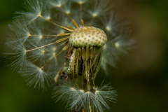RicardoDaCostaBorges-DSC_8321-jpg100-28